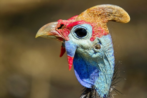 Helmeted Guineafowl
