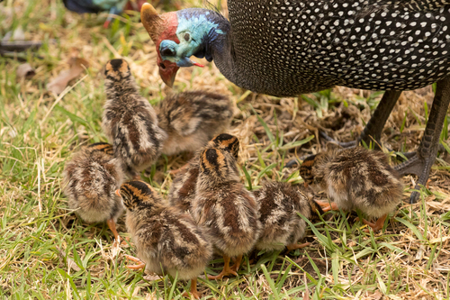 Helmeted Guineafowl