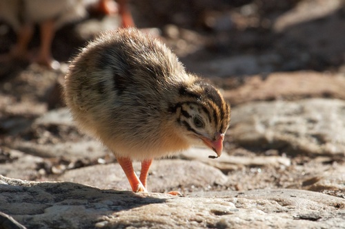 Helmeted Guineafowl