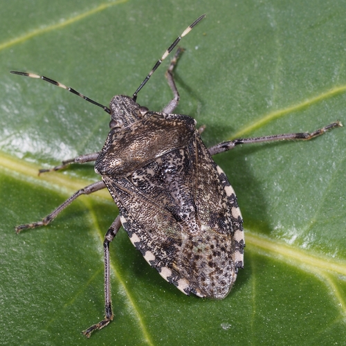 Mottled Stink Bug