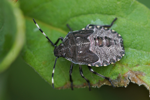 Mottled Stink Bug