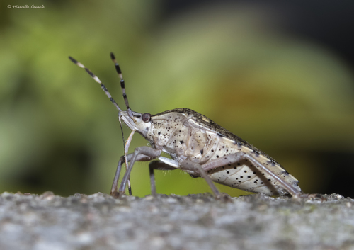 Mottled Stink Bug