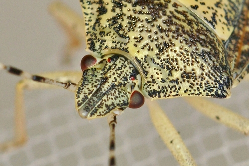 Mottled Stink Bug