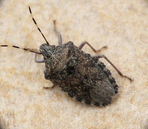 Mottled Stink Bug