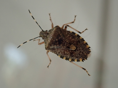 Mottled Stink Bug