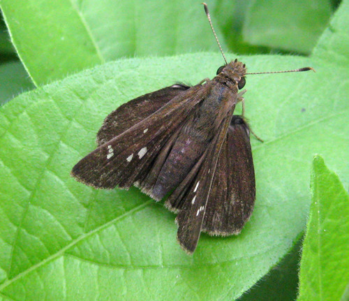Clouded Skipper