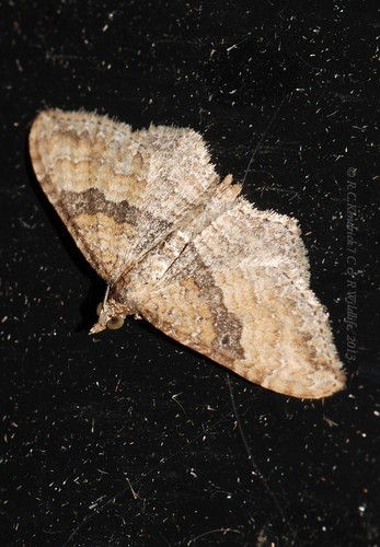 Gem Moth