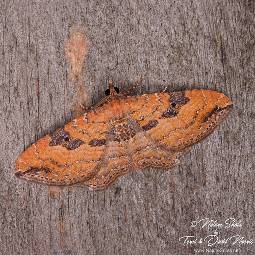 Gem Moth