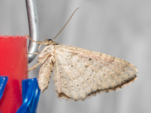Gem Moth
