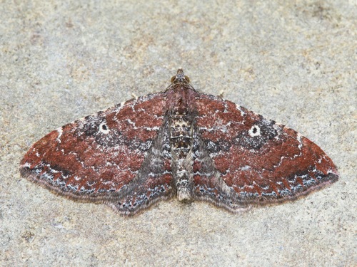 Gem Moth