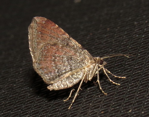Gem Moth