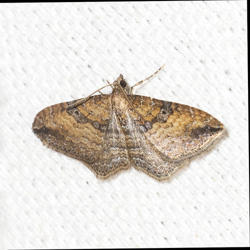 Gem Moth