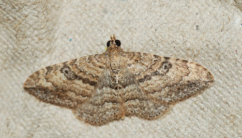 Gem Moth