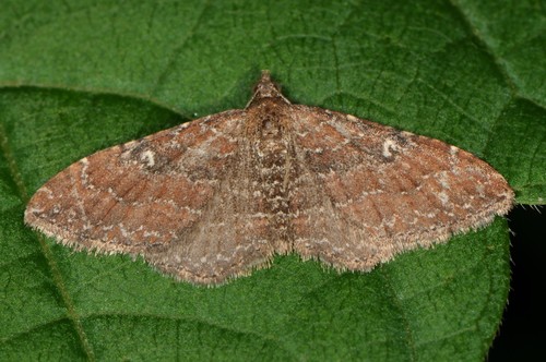 Gem Moth
