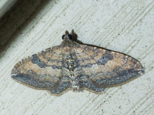 Gem Moth