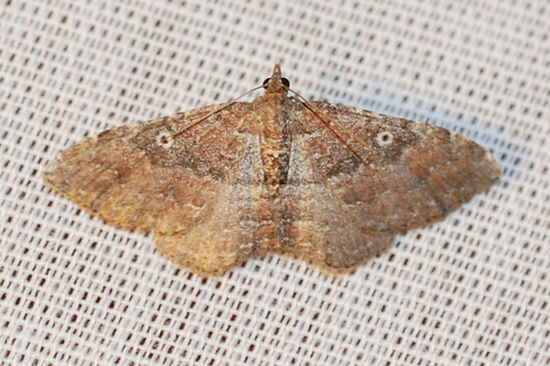 Gem Moth