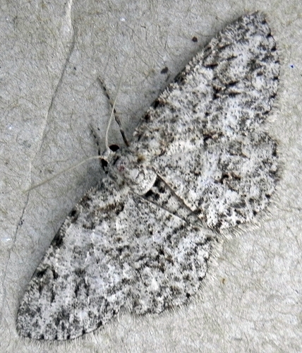 Small Engrailed