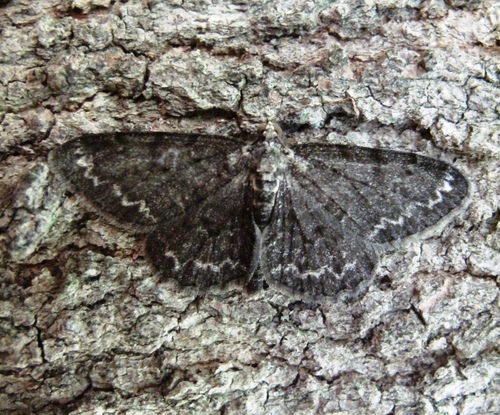 Small Engrailed