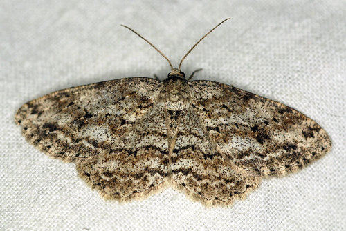 Small Engrailed