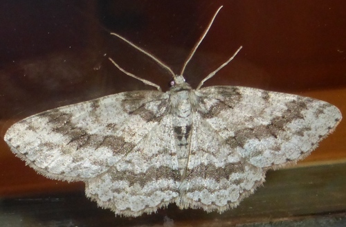 Small Engrailed