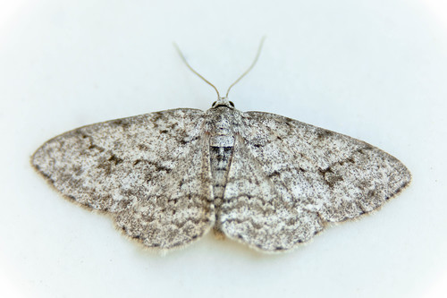 Small Engrailed