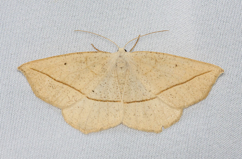 Confused Eusarca Moth