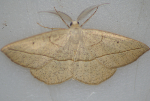 Confused Eusarca Moth