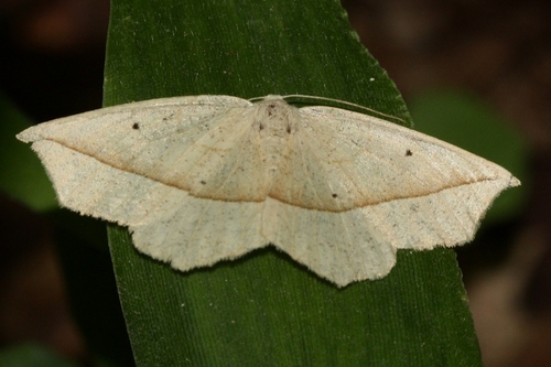 Confused Eusarca Moth