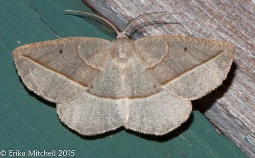 Confused Eusarca Moth