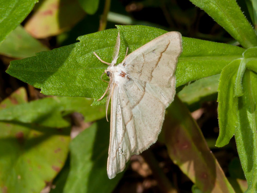Confused Eusarca Moth