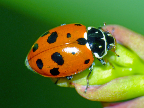 Variegated Lady Beetle