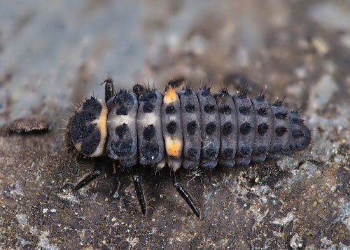 Variegated Lady Beetle