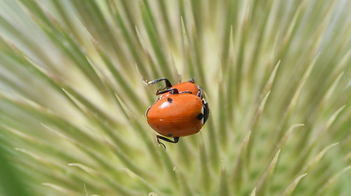 Variegated Lady Beetle