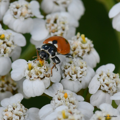 Variegated Lady Beetle