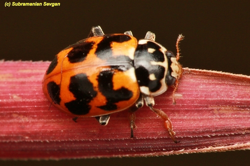 Variegated Lady Beetle