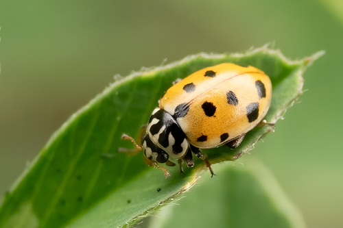 Variegated Lady Beetle