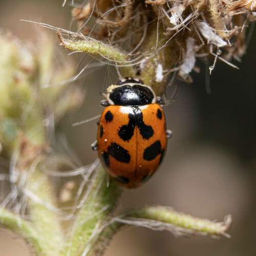 Variegated Lady Beetle