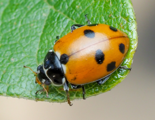 Variegated Lady Beetle