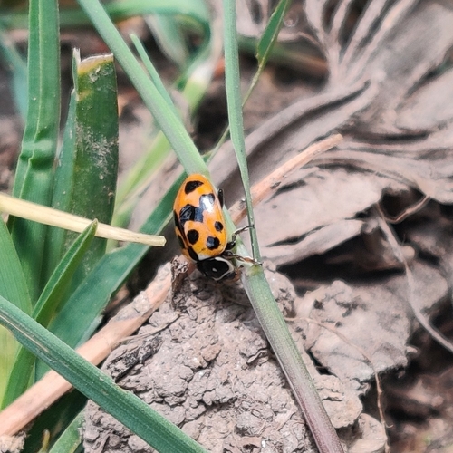 Variegated Lady Beetle