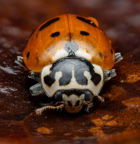 Variegated Lady Beetle