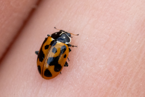 Variegated Lady Beetle