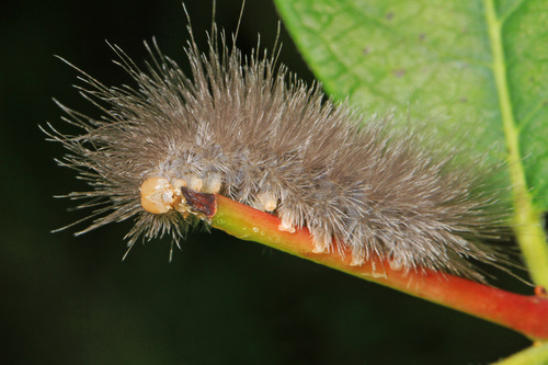 Delicate Cycnia Moth
