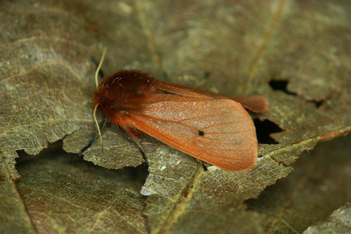 Ruby Tiger Moth