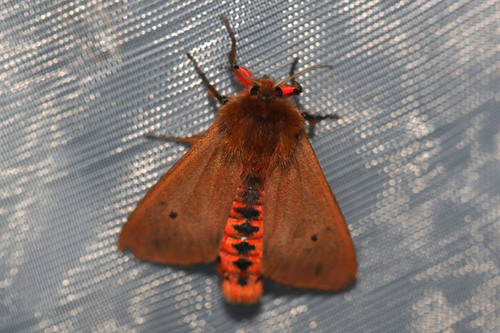 Ruby Tiger Moth