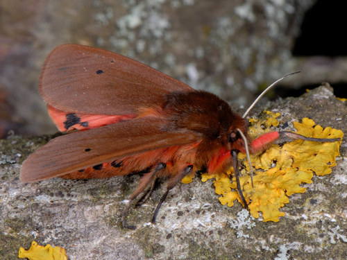 Ruby Tiger Moth