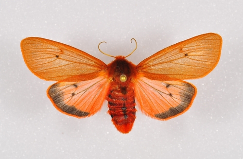 Ruby Tiger Moth