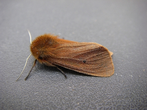 Ruby Tiger Moth