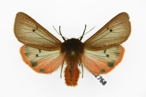 Ruby Tiger Moth