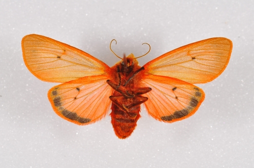 Ruby Tiger Moth