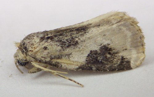Pink-barred Pseudeustrotia Moth